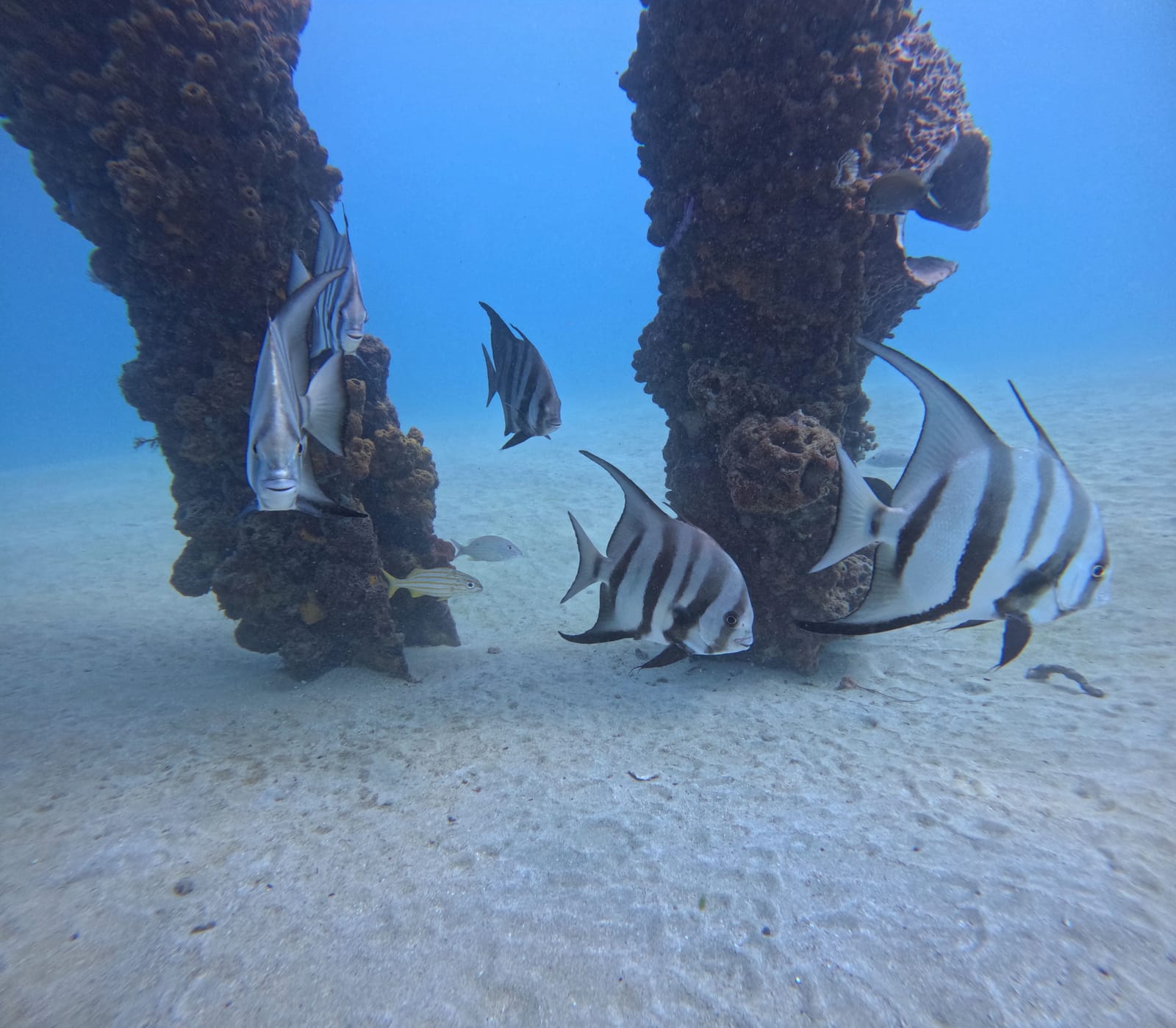 Atlantic spadefish swimming between old pier pilings