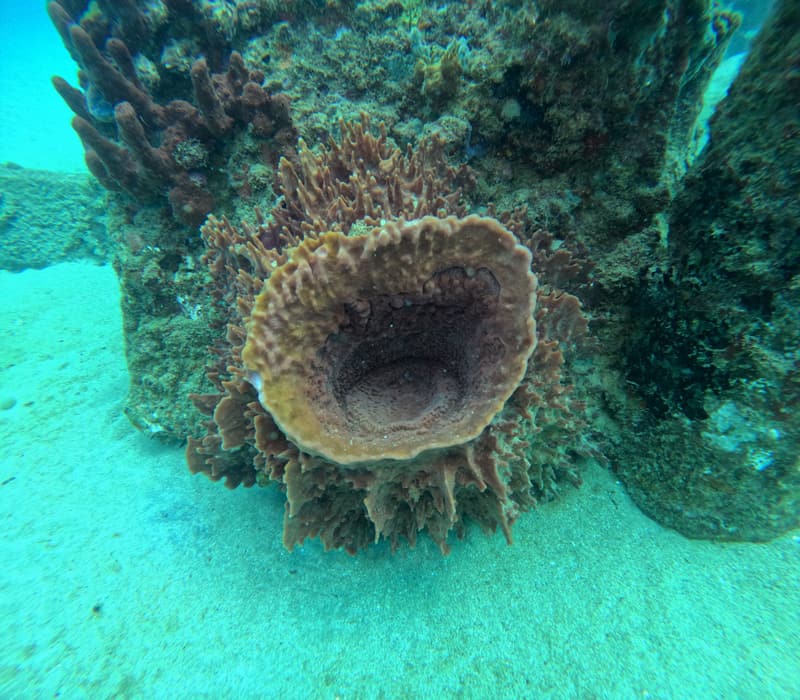 Barrel sponge growing on a pier piling