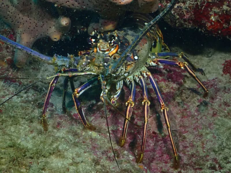 Caribbean spiny lobster in a reef crevice