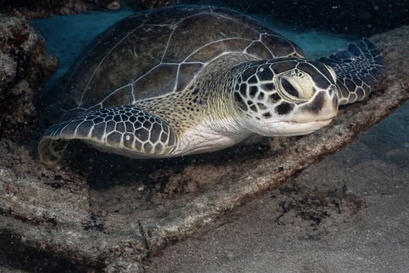 Green sea turtle resting on the bottom