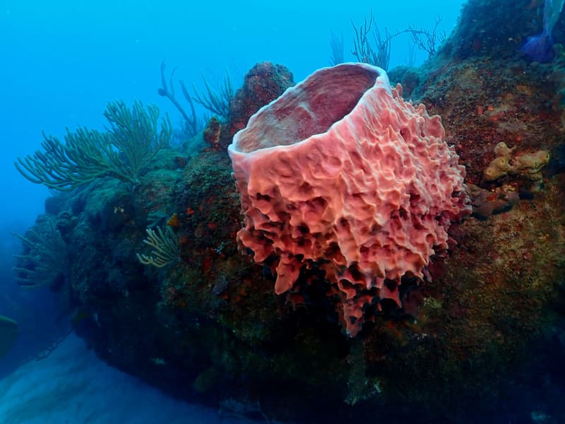 Large barrel sponge on the reef