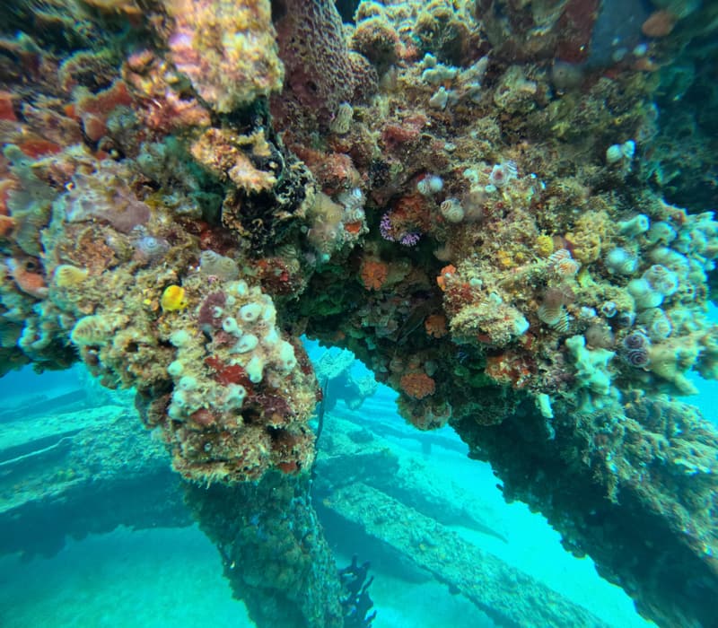 Pier pilings covered in colorful sponges and corals