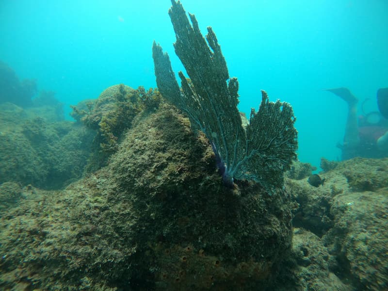 Sea fans and soft corals on the reef