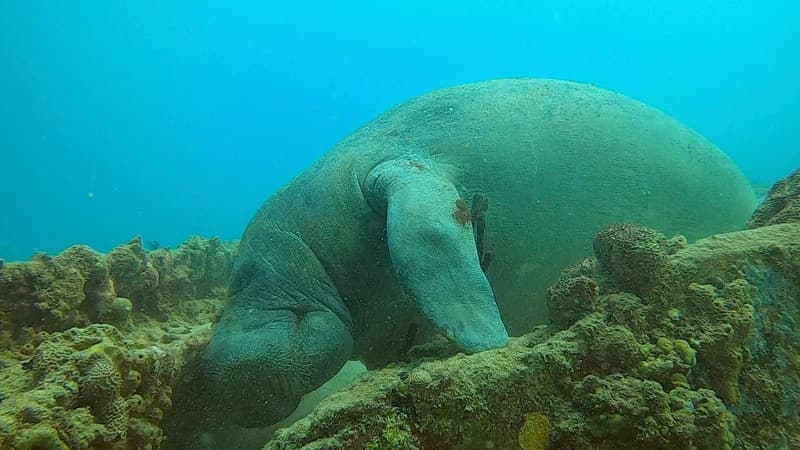 West Indian manatee over the seafloor