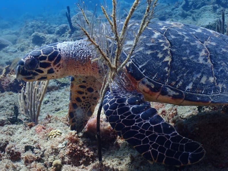 Hawksbill sea turtle Hawksbill sea turtle