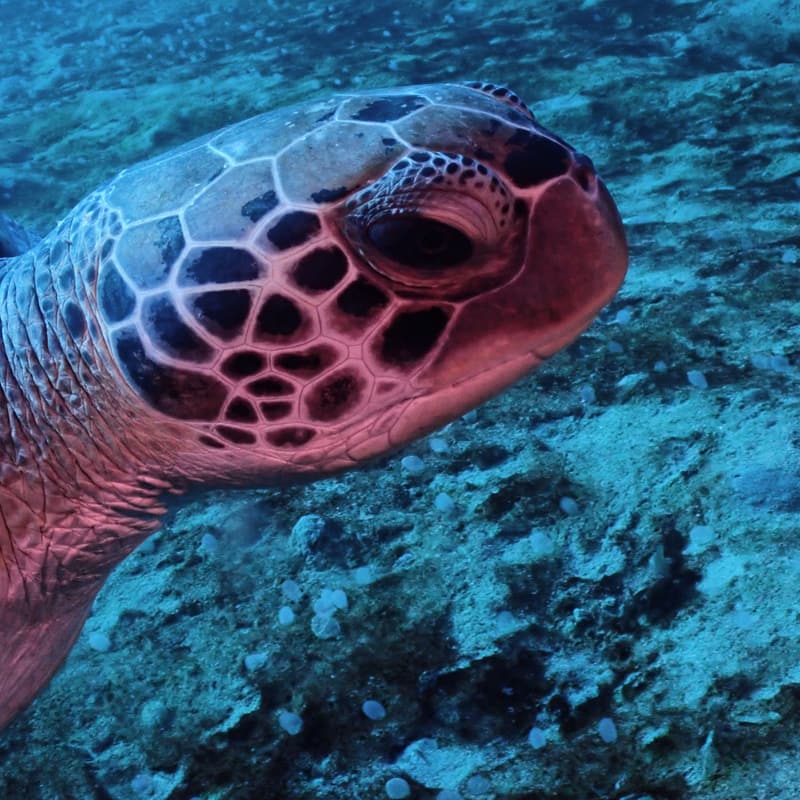 Sea turtle close-up Sea turtle close-up