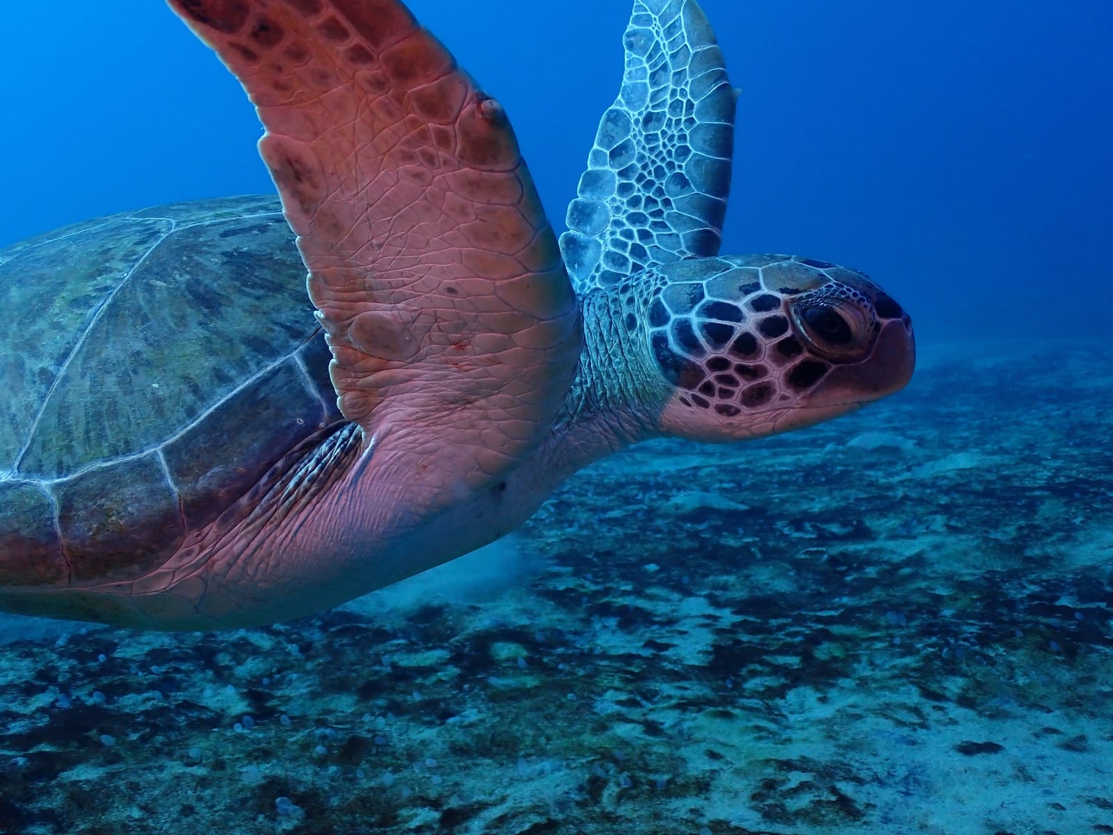 Sea turtle swimming over the reef