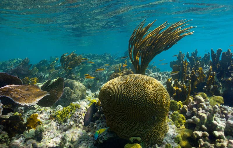 Brain coral and sea rods on a shallow reef
