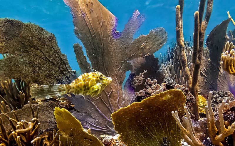 Filefish among sea fans and sea rods