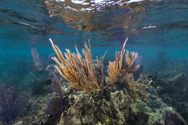 Golden sea whip and soft corals off Playa Melones