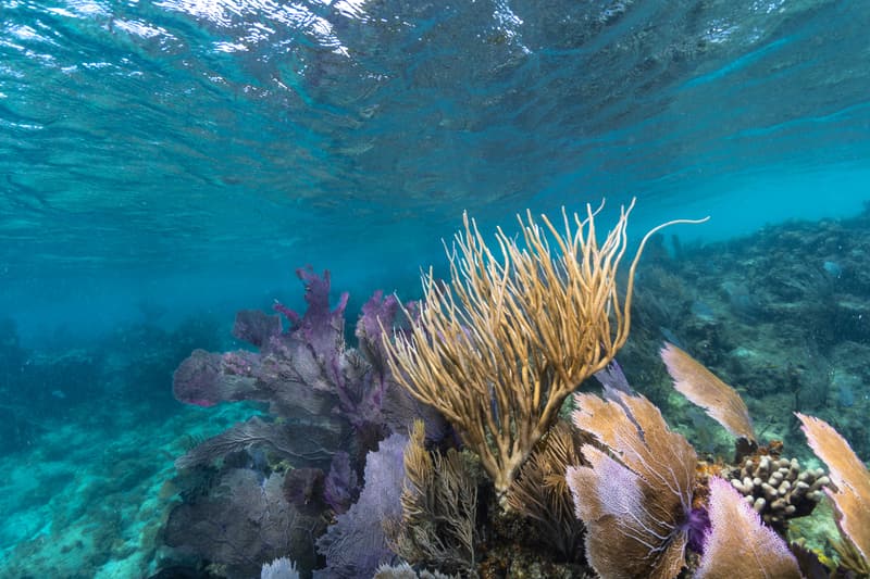 Shallow garden of sea rods and sea fans