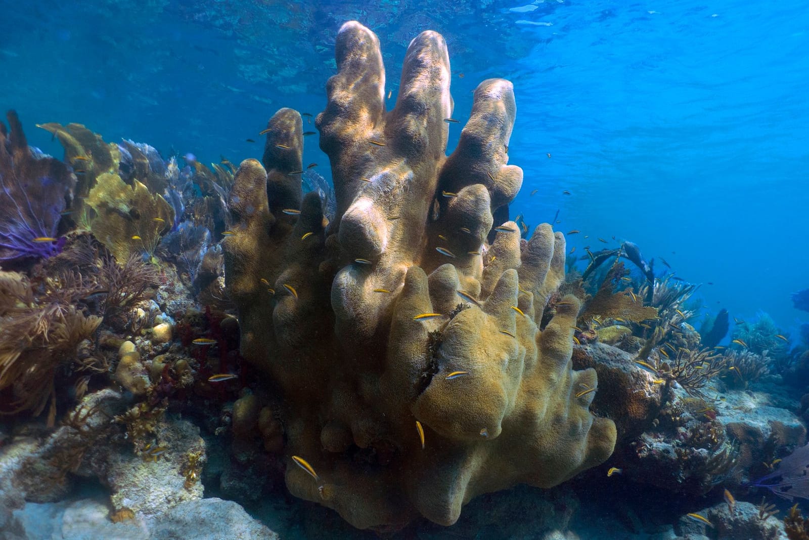 Tall pillar coral colony on a Culebra reef