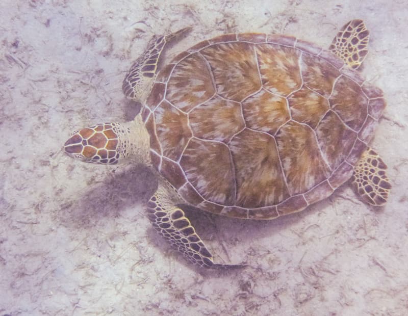 Green sea turtle seen from above on seagrass and sand