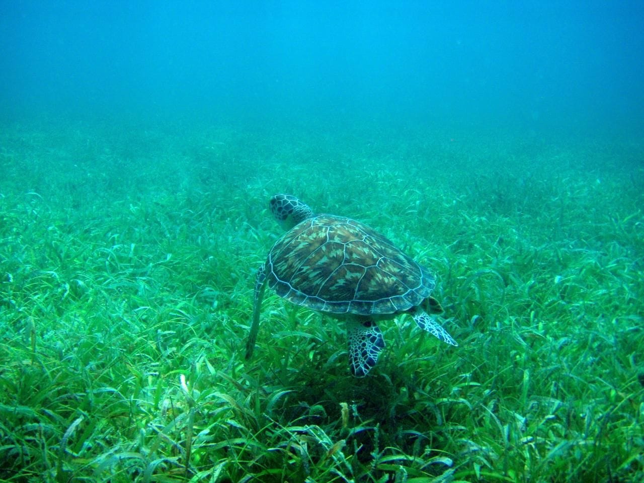 Green sea turtle swimming over seagrass