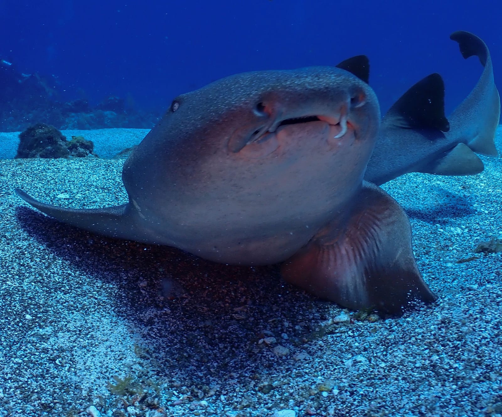 Nurse shark resting on the bottom