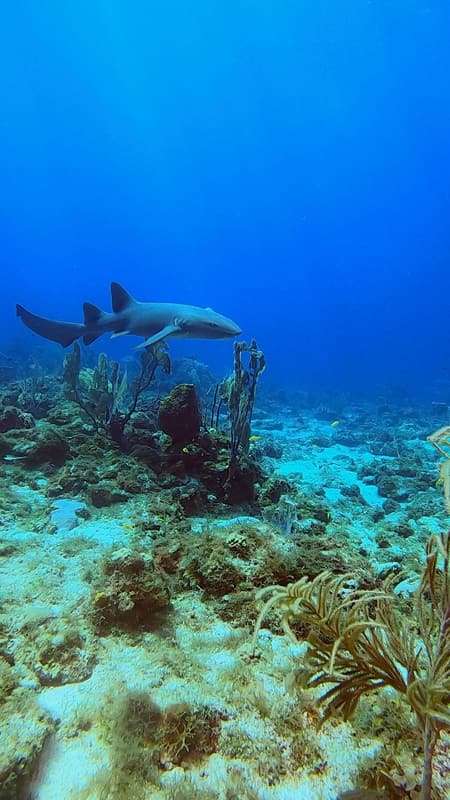 Nurse shark swimming over the reef