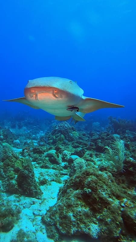 Nurse shark swimming toward the camera