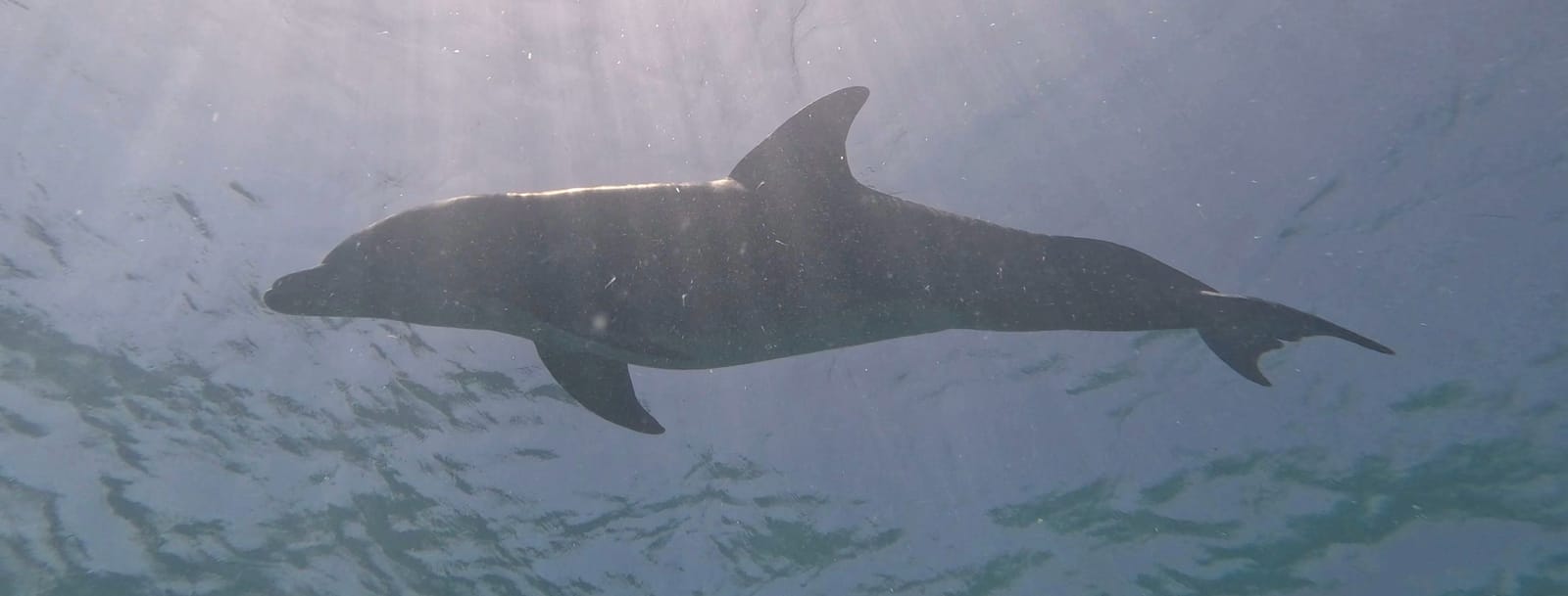 Dolphin swimming in open water