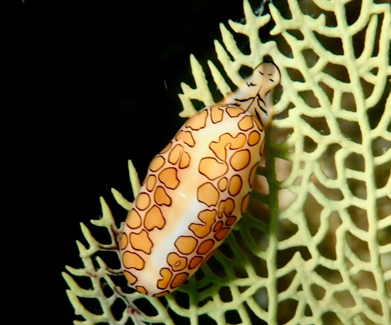 Flamingo tongue snail on a sea fan