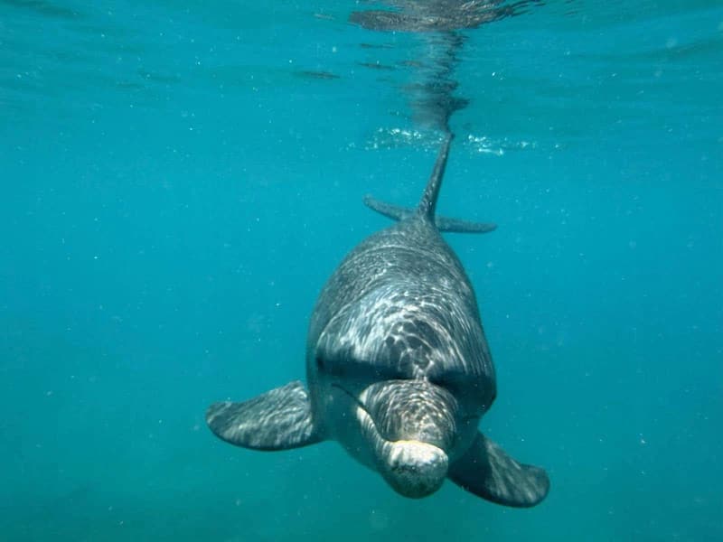 West Indian manatee swimming toward the camera