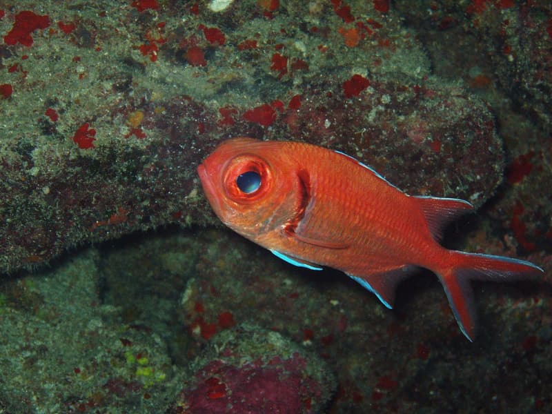 Blackbar soldierfish against the reef