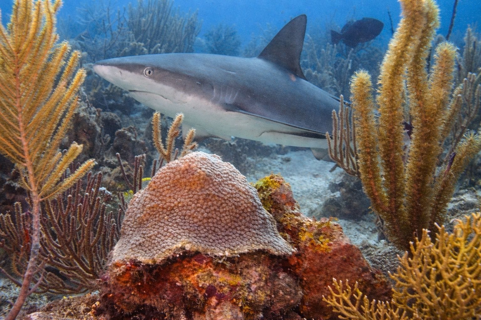 Caribbean reef shark cruising over coral