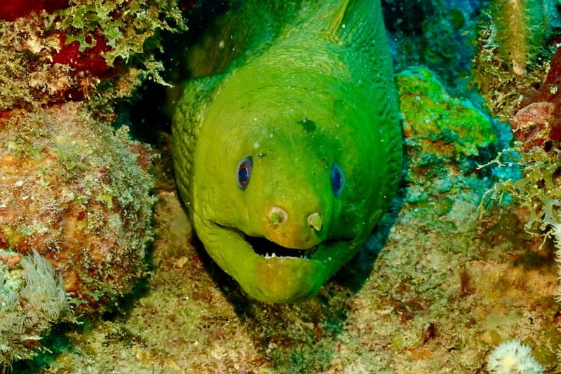 Green moray in the reef
