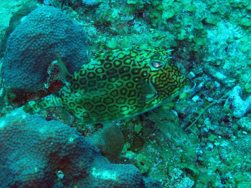 Honeycomb cowfish among sponges