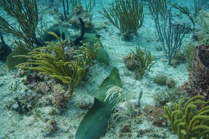 Nurse shark resting among soft corals