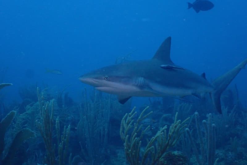 Reef shark over the reef