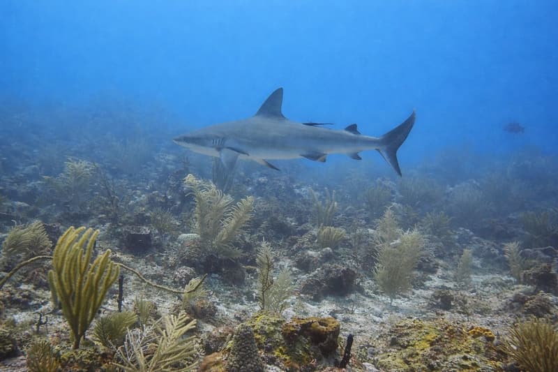 Reef shark swimming above soft corals