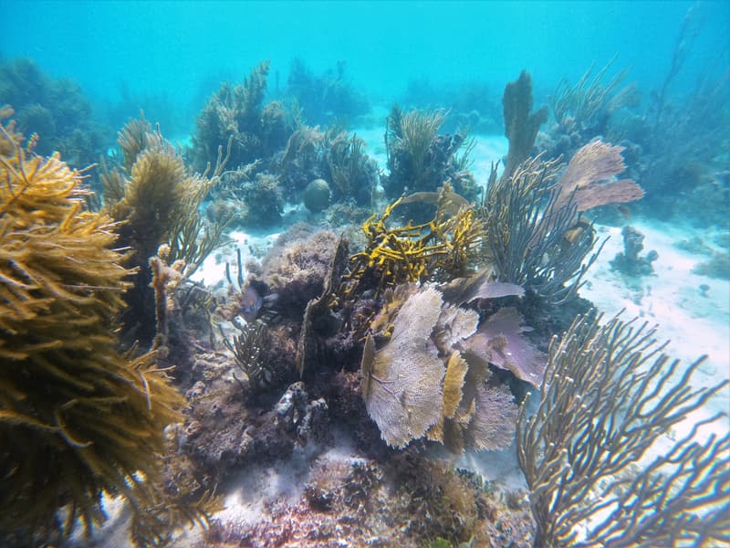 Reef with sea fans and corals