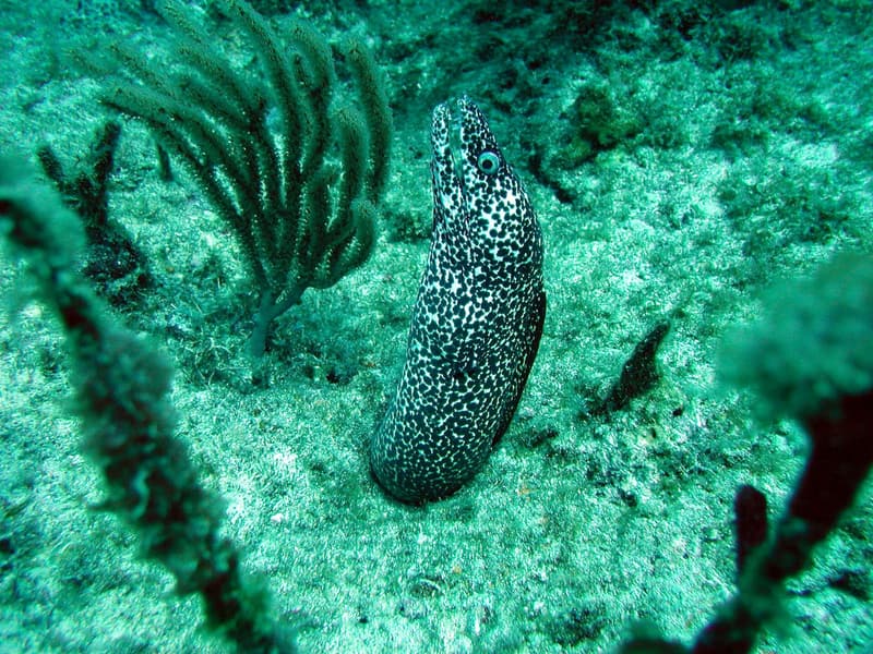 Spotted moray in the open among sea rods