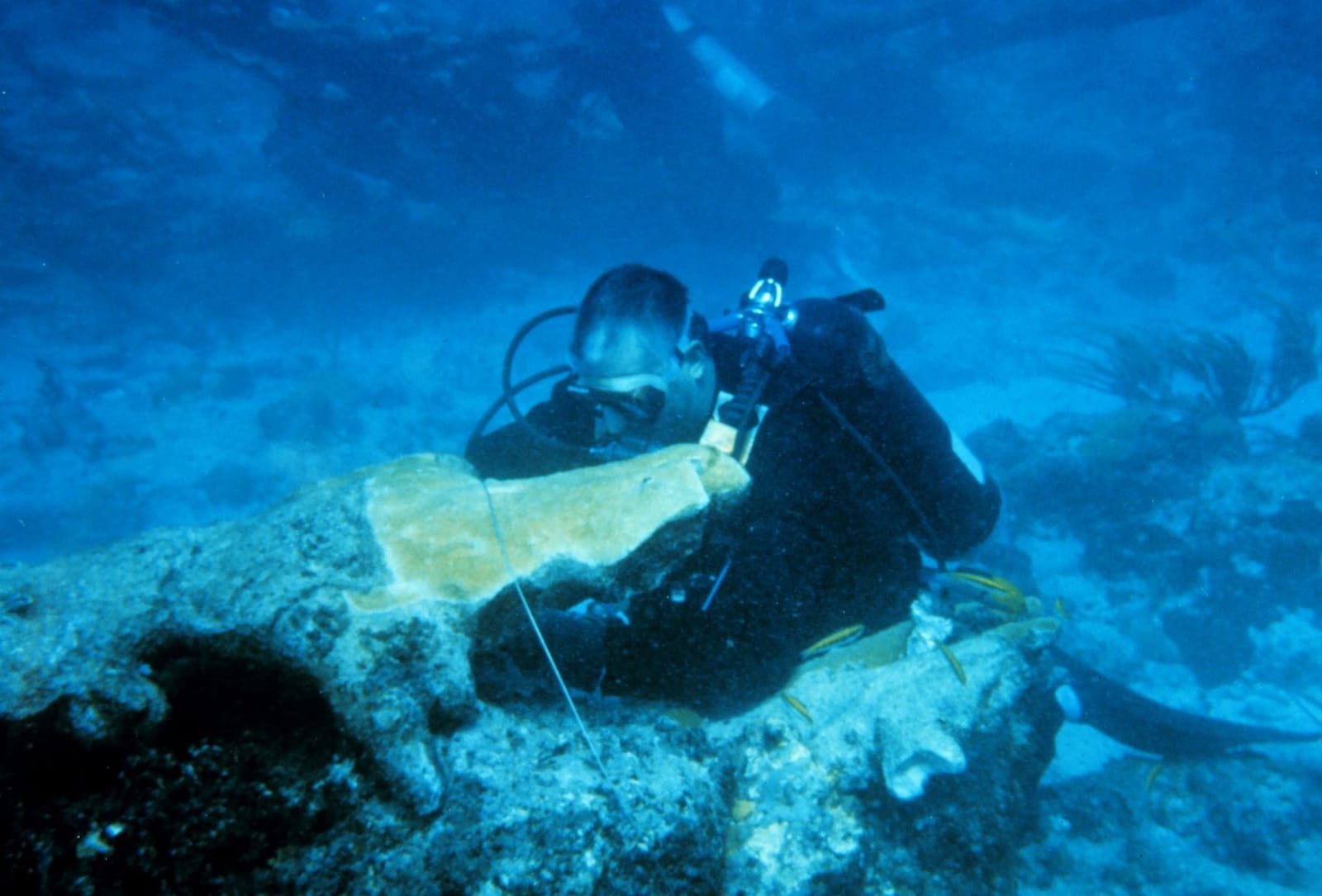 Diver reattaching coral to the reef at Mona Island during a 1997 restoration