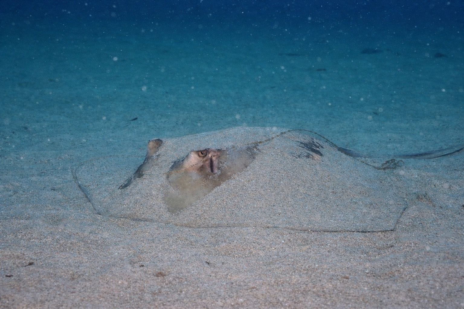 Southern stingray resting half-buried in sand