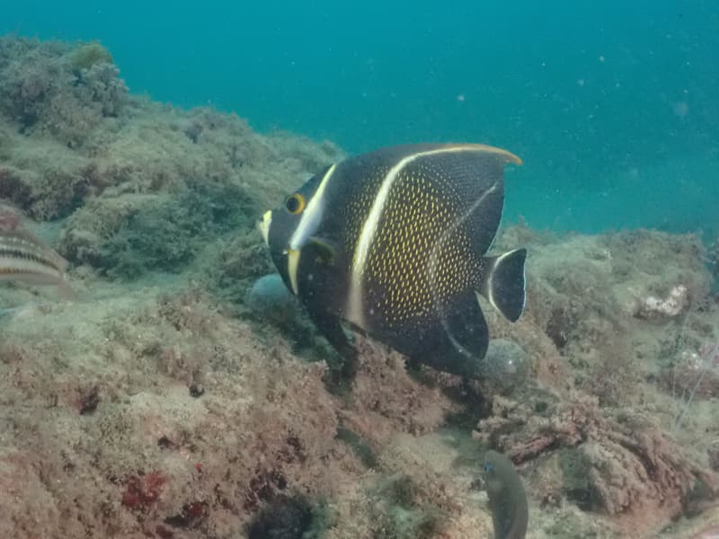 French angelfish over the reef