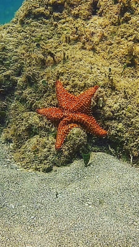 Orange sea star on the rocks