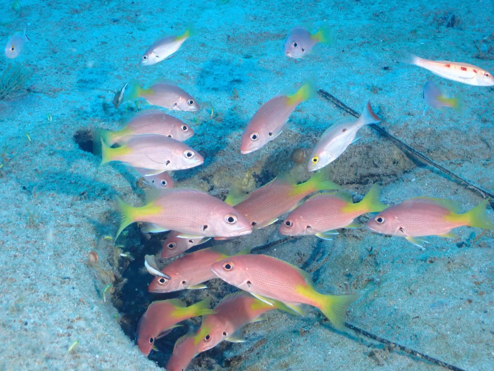 School of snapper over the reef