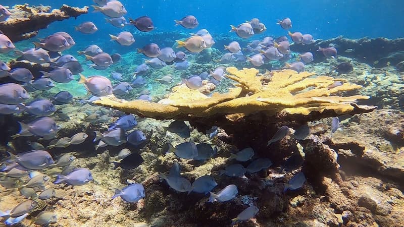 Blue tangs swimming over elkhorn coral