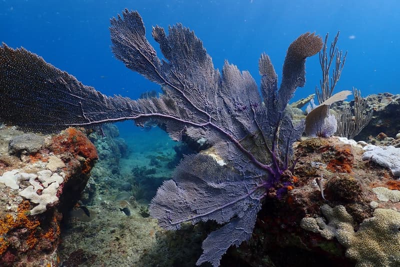 Coral and sea fans on the shallow reef Coral and sea fans on the shallow reef