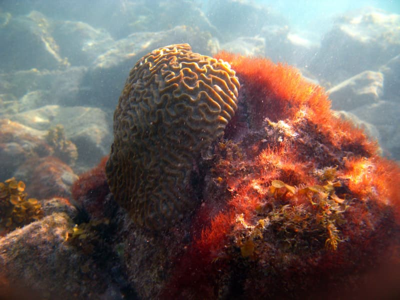 Brain coral beside an algae-covered rock