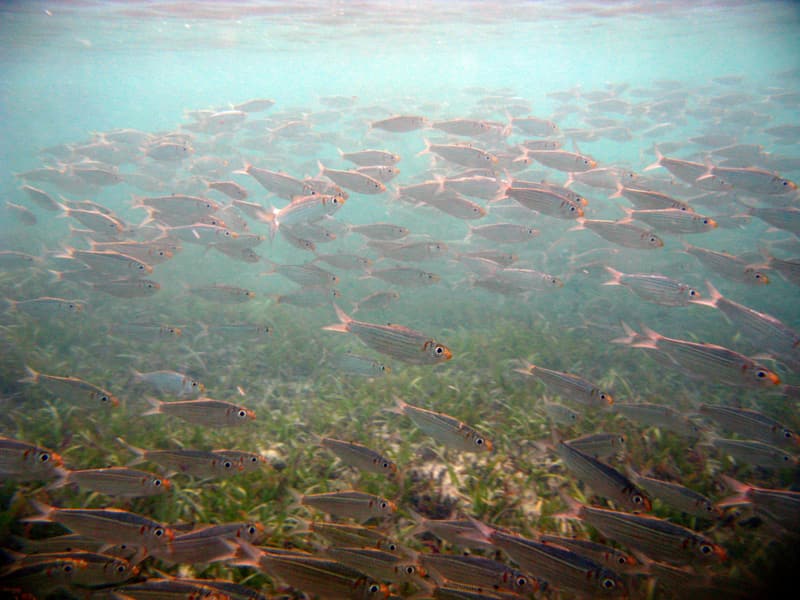 Large school of fish over seagrass