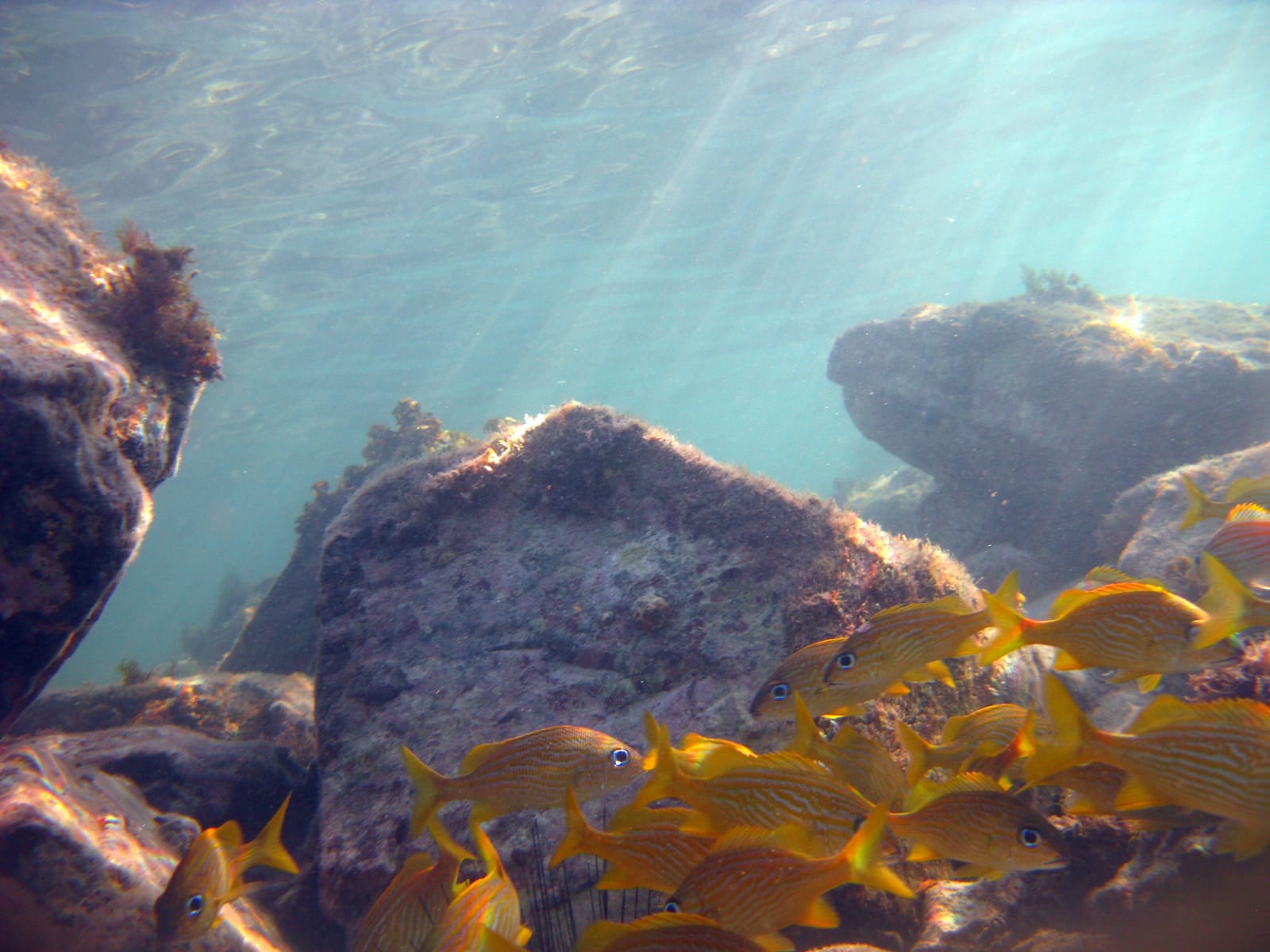 School of yellow grunts among boulders