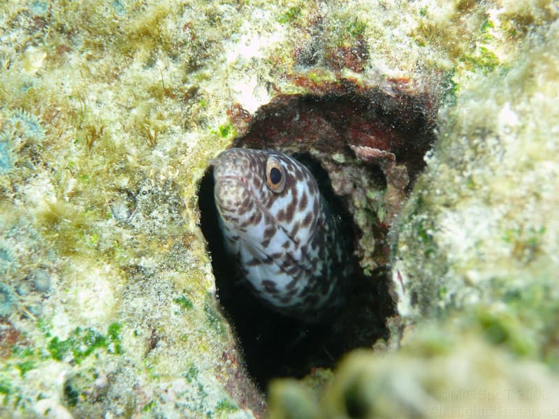 Spotted moray peering from a hole at Playa Buyé