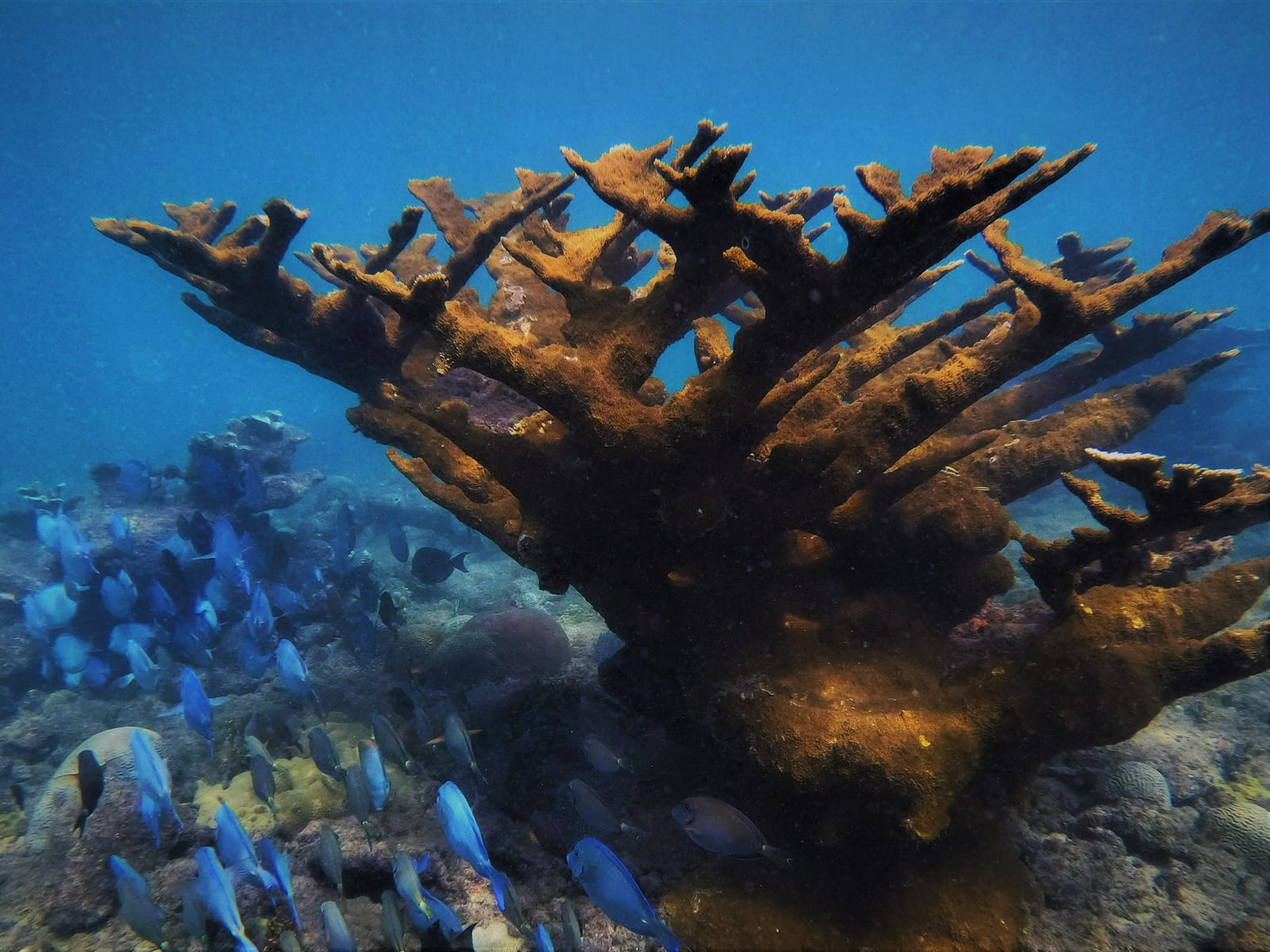 Elkhorn coral with blue tangs in the Tres Palmas Marine Reserve