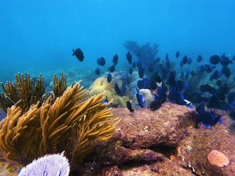 Reef with soft corals and blue tangs at Steps Beach